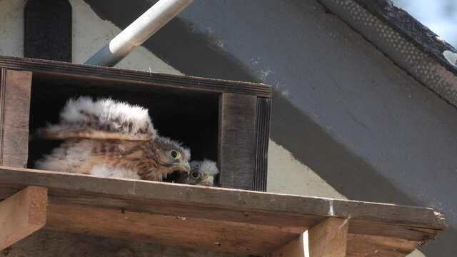 Turnfalken (Falco tinnunculus) am Nistkasten, Weibchen bringt Maus und fliegt ab