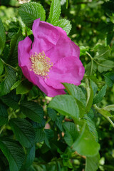 
green rosehip bush with pink flowers