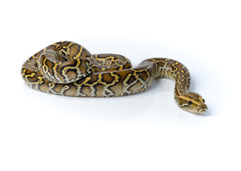 Burmese Python Isolated on white background
