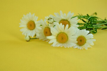 Fototapeta na wymiar bouquet of field daisies on a yellow background