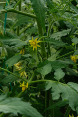 
green leaves of tomatoes with yellow flowers in a greenhouse