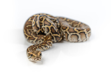 Burmese Python Isolated on white background