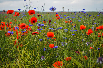 Very beautiful red flowering large poppy field, selective focus