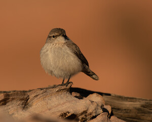 Rock Wren perched against red rock background.