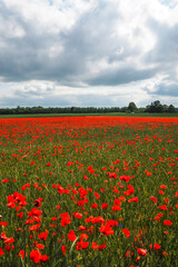 Very beautiful red flowering large poppy field, selective focus