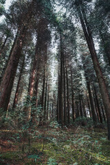 Deep forest with tall trees