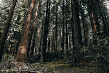 Deep forest with tall trees