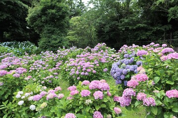 かざはやの里　満開のアジサイ園
