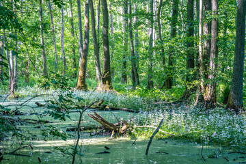 Lush green trees and white flowers in a swamp