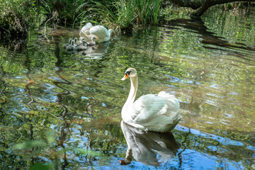 A swan family with seven cygnets swimming on a river