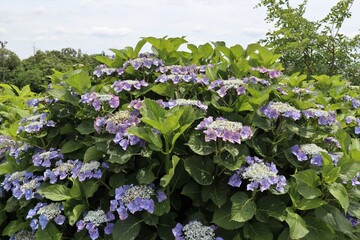 かざはやの里　満開のアジサイ園