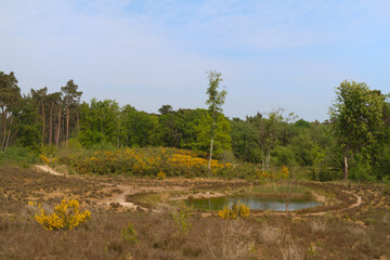 Nature landscape Netherlands