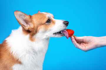 Owner gives adorable welsh corgi pembroke dog  to eat juicy ripe strawberry on blue background, copy space for advertising text. Pet allergy