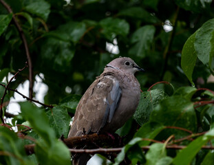 Poor ringdove hiding in a tree from the rain