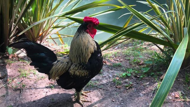 The rooster or cock sings crowing in a green grass near water
