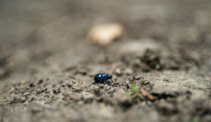 Scarab in the nature.