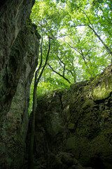 Tree growing next to a rock.