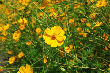 Beautiful flowers in a city park in summer, plants.