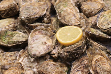 Big fresh oysters