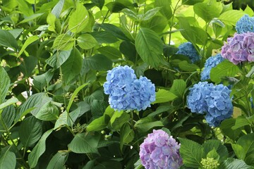 かざはやの里　満開のアジサイ園