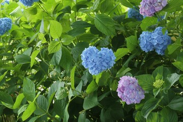 かざはやの里　満開のアジサイ園