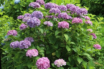 かざはやの里　満開のアジサイ園