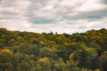 Fototapeta premium autumn forest wallpaper nature landscape poster photography of brown and yellow top of trees foliage and dramatic gray cloudy sky background with empty copy space for your text