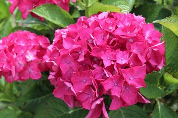 かざはやの里　満開のアジサイ園