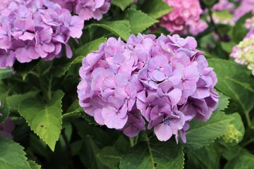 かざはやの里　満開のアジサイ園