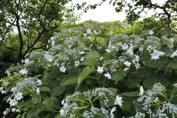 かざはやの里　満開のアジサイ園