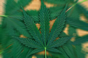 Young, green leaves of cannabis on a wooden background