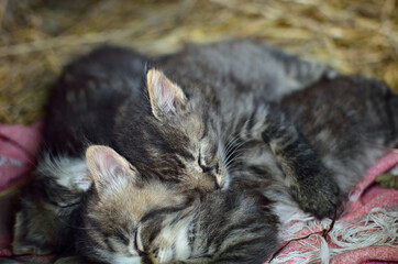 Little fluffy kittens sleep in the hay