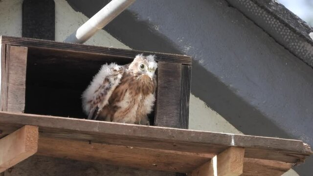 Turnfalken (Falco tinnunculus) am Nistkasten