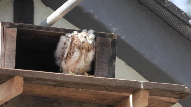 Turnfalken (Falco tinnunculus) am Nistkasten