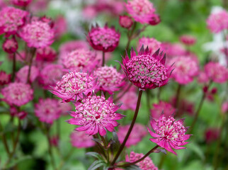 Purple and white astrantia major.