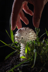 White Amanita mushroom and human hand on black