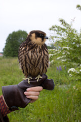 young hunting  Eurasian hobby (Falco subbuteo) sits on a Falconer's glove