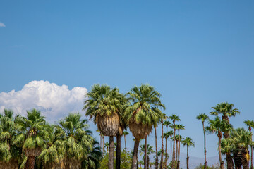 Fototapeta premium California Palm Trees Against a Blue Sky