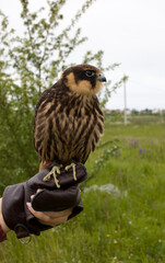 young hunting  Eurasian hobby (Falco subbuteo) sits on a Falconer's glove