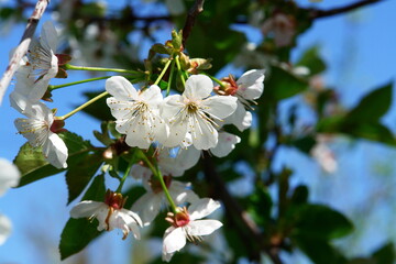 cherry tree blossom