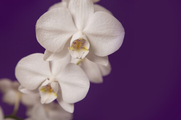 White Orchidaceae on a purple background.