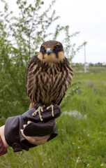 young hunting  Eurasian hobby (Falco subbuteo) sits on a Falconer's glove