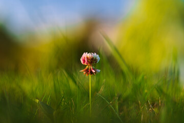 Closeup of a Flower bud in Summer