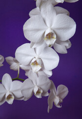 Obraz premium White Orchidaceae on a purple background.