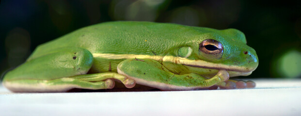 Macro green tree frog on white board