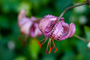 Türkenbund. Lilium martagon