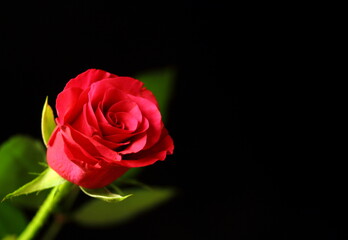 single red rose on black background