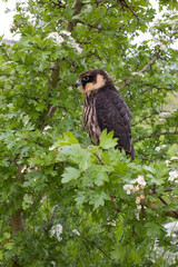 young Eurasian hobby (Falco subbuteo) sits on a flowering hawthorn Bush