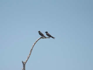 Purple Martin