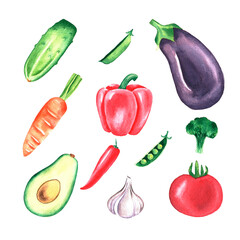 Hand drawn fresh vegetables, watercolor illustration